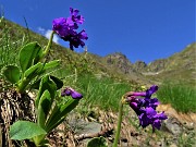 29 Bellissimi fiori di Primula latifolia (Primula a foglie larghe)